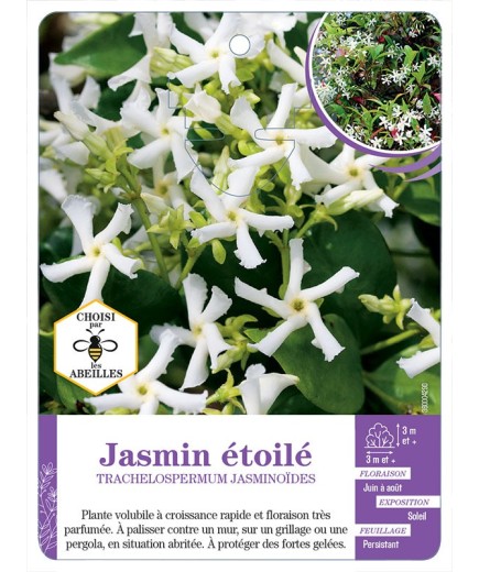 TRACHELOSPERMUM JASMINOIDES voir Jasmin étoilé