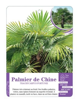 TRACHYCARPUS FORTUNEI voir Palmier de Chine