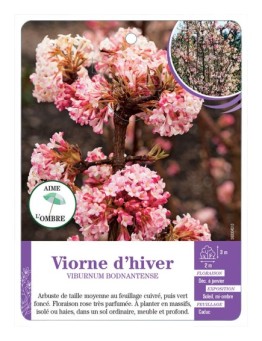 VIBURNUM BODNANTENSE voir Viorne d’hiver (*)