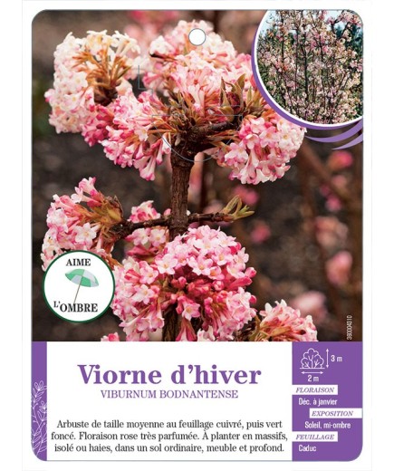 VIBURNUM BODNANTENSE voir Viorne d’hiver (*)