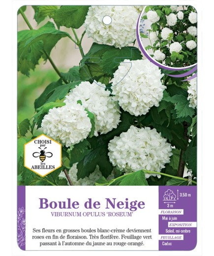 VIBURNUM OPULUS ROSEUM voir Boule de Neige