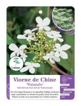 VIBURNUM PLICATUM WATANABE voir Viorne de Chine (*)