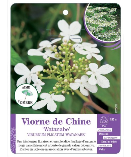 VIBURNUM PLICATUM WATANABE voir Viorne de Chine (*)