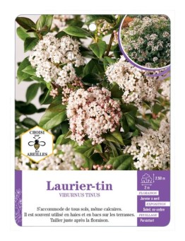 VIBURNUM TINUS voir Laurier-tin