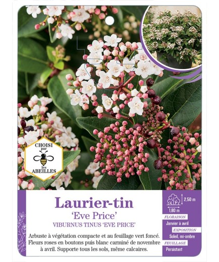 VIBURNUM TINUS EVE PRICE voir Laurier-tin (*)