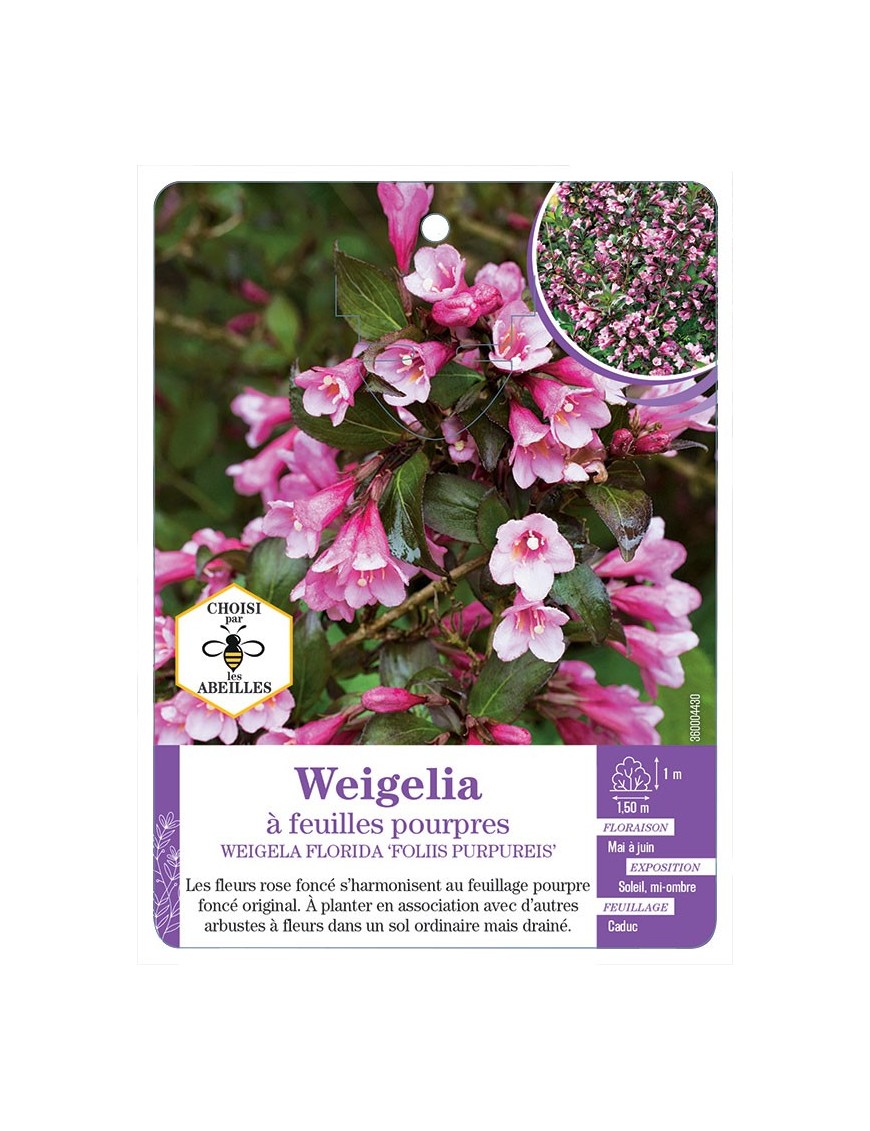 WEIGELA FLORIDA FOLIIS PURPUREIS voir Weigelia à feuilles pourpres (*)