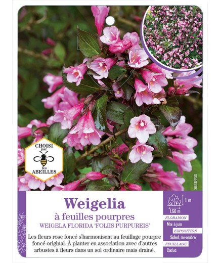 WEIGELA FLORIDA FOLIIS PURPUREIS voir Weigelia à feuilles pourpres (*)