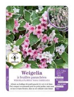 WEIGELIA FLORIDA NANA VARIEGATA voir Weigelia à feuilles panachées (*)