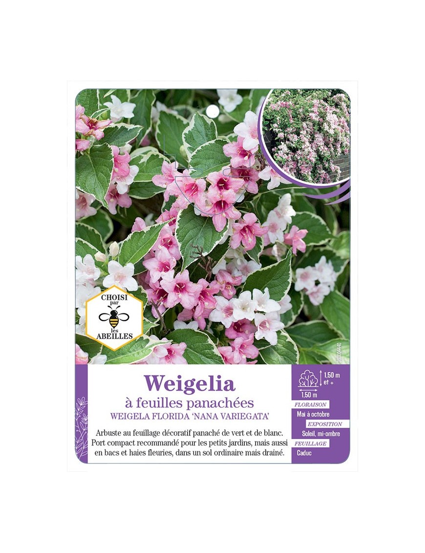 WEIGELIA FLORIDA NANA VARIEGATA voir Weigelia à feuilles panachées (*)