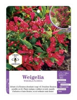 WEIGELA FLORIDA (rouge)