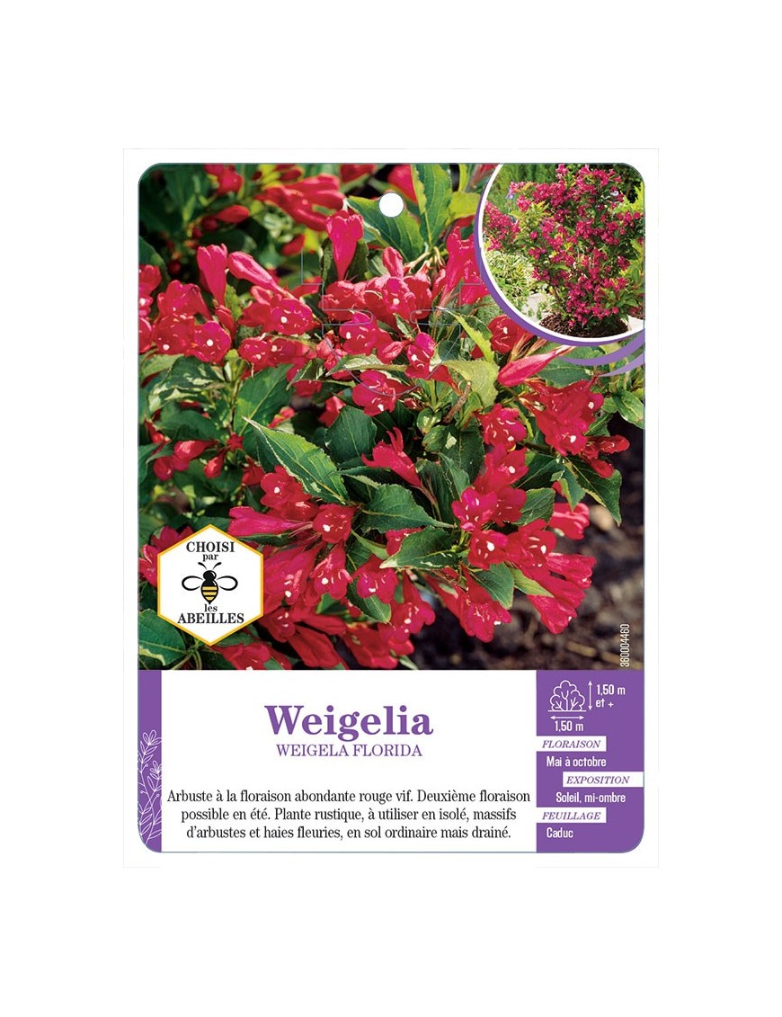 WEIGELA FLORIDA (rouge)