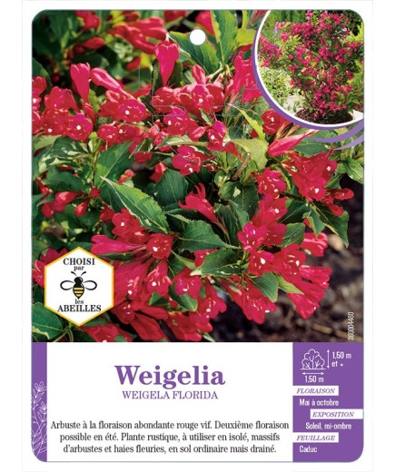 WEIGELA FLORIDA (rouge)