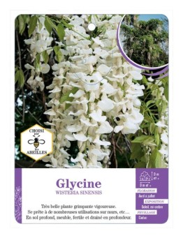 WISTERIA SINENSIS voir Glycine (blanc) (*)