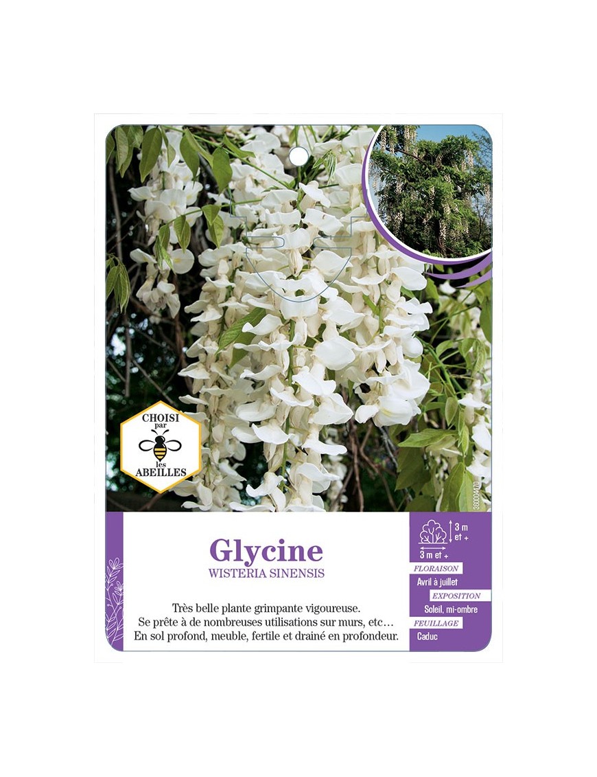 WISTERIA SINENSIS voir Glycine (blanc) (*)