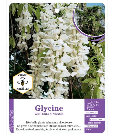 WISTERIA SINENSIS voir Glycine (blanc) (*)
