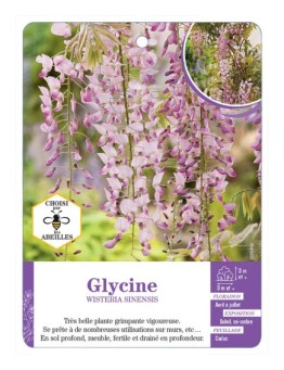 WISTERIA SINENSIS voir Glycine (rose) (*)