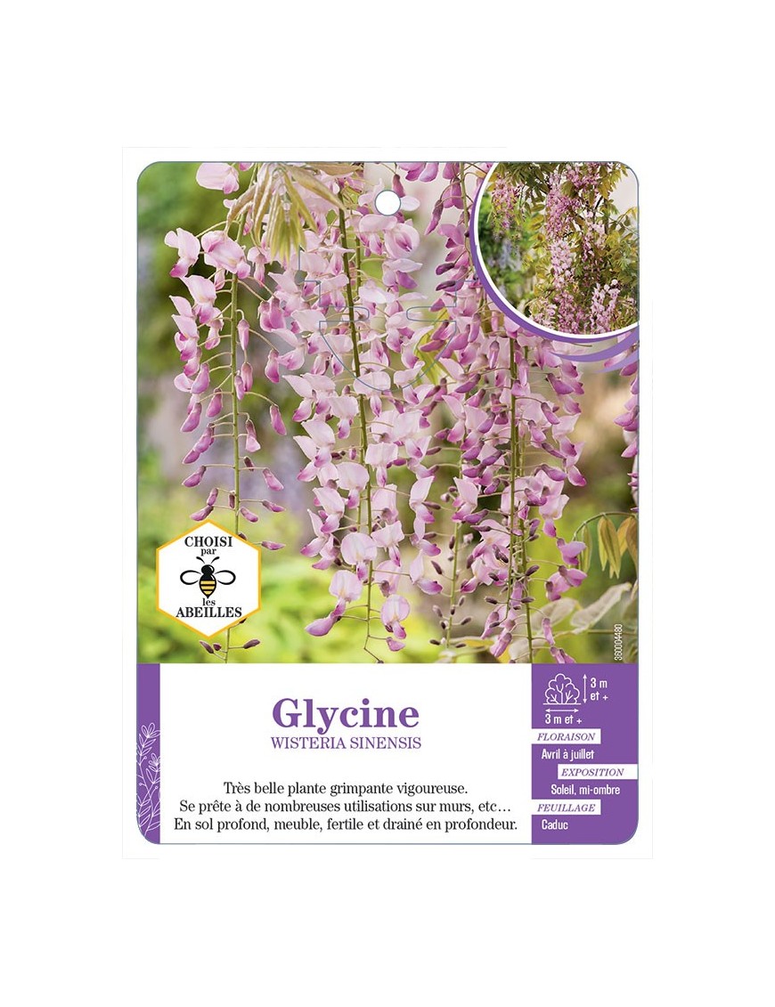 WISTERIA SINENSIS voir Glycine (rose) (*)