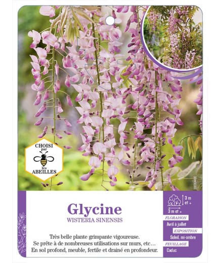 WISTERIA SINENSIS voir Glycine (rose) (*)