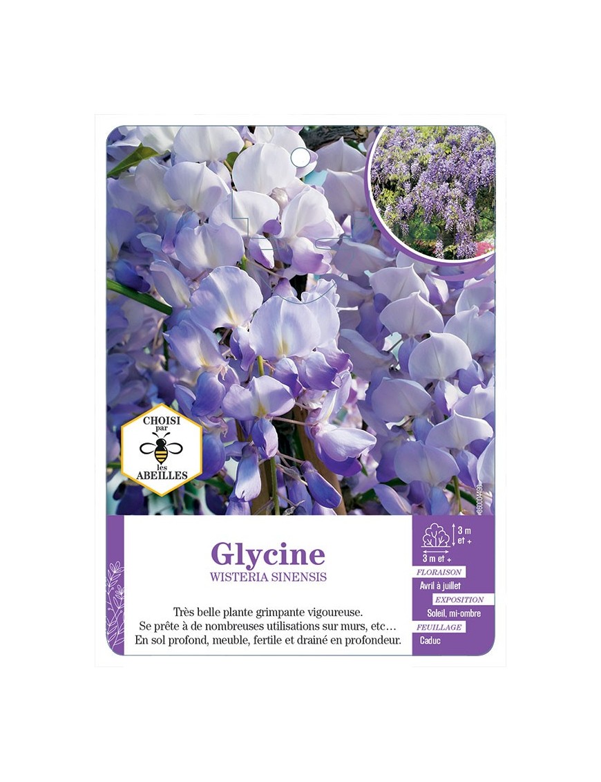 WISTERIA SINENSIS voir Glycine (bleu)