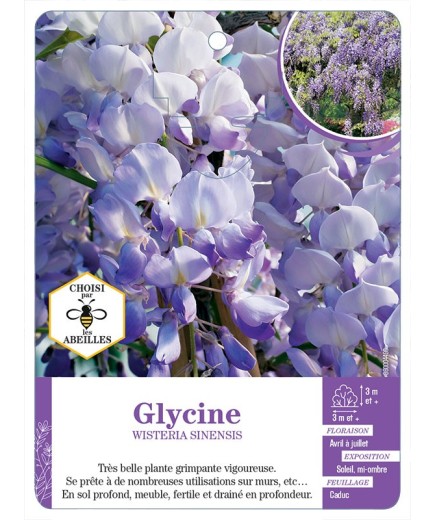 WISTERIA SINENSIS voir Glycine (bleu)