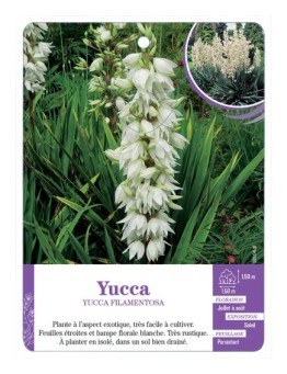 YUCCA FILAMENTOSA