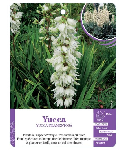 YUCCA FILAMENTOSA