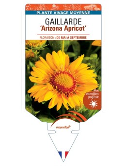 GAILLARDIA Arizona Apricot