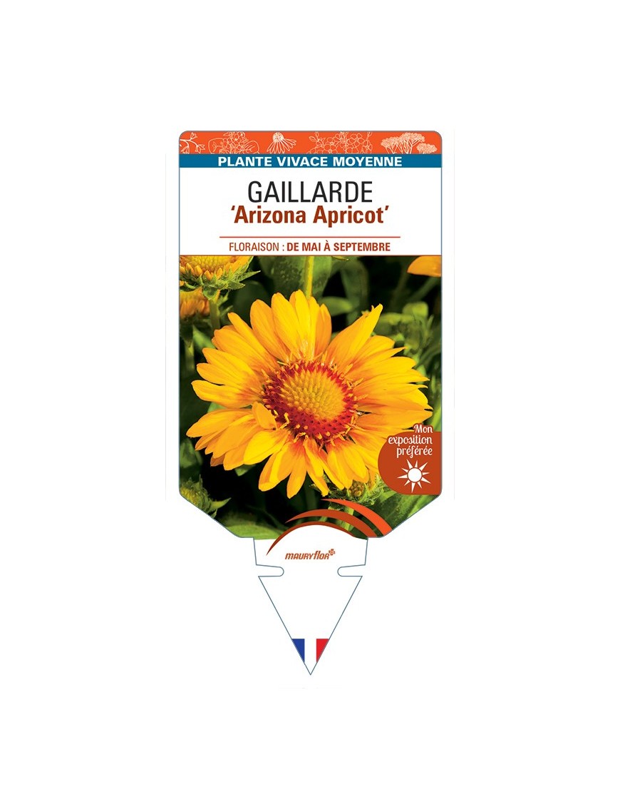 GAILLARDIA Arizona Apricot