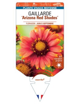 GAILLARDIA Arizona Red Shades