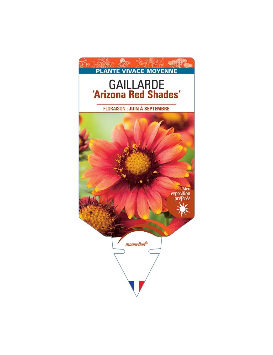 GAILLARDIA Arizona Red Shades