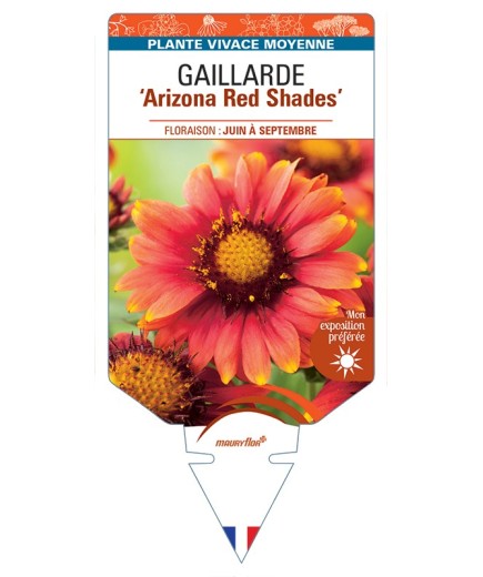 GAILLARDIA Arizona Red Shades