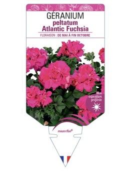 GÉRANIUM peltatum Atlantic Fuchsia