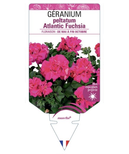GÉRANIUM peltatum Atlantic Fuchsia