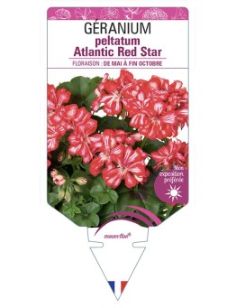 GÉRANIUM peltatum Atlantic Red Star