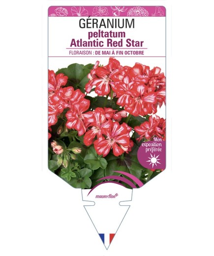 GÉRANIUM peltatum Atlantic Red Star