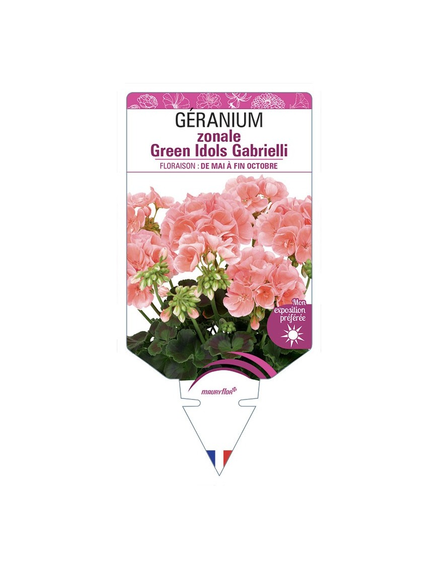 GÉRANIUM zonale Green Idols Gabrielli