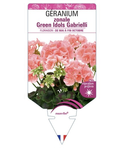 GÉRANIUM zonale Green Idols Gabrielli