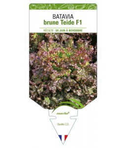 (Laitue) Batavia brune Teide F1