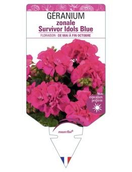 GÉRANIUM zonale Survivor Idols Blue