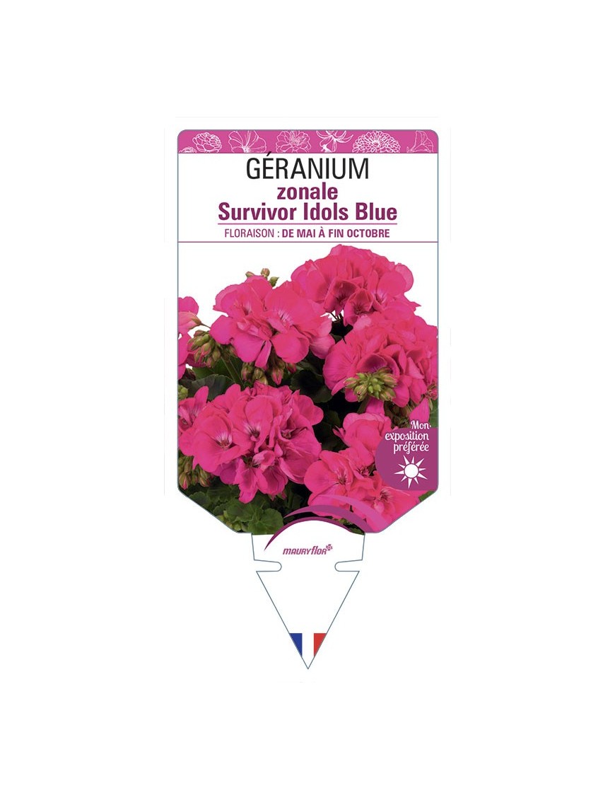GÉRANIUM zonale Survivor Idols Blue