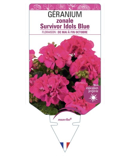 GÉRANIUM zonale Survivor Idols Blue