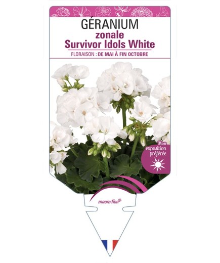 GÉRANIUM zonale Survivor Idols White