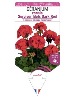GÉRANIUM zonale Survivor Idols Dark Red