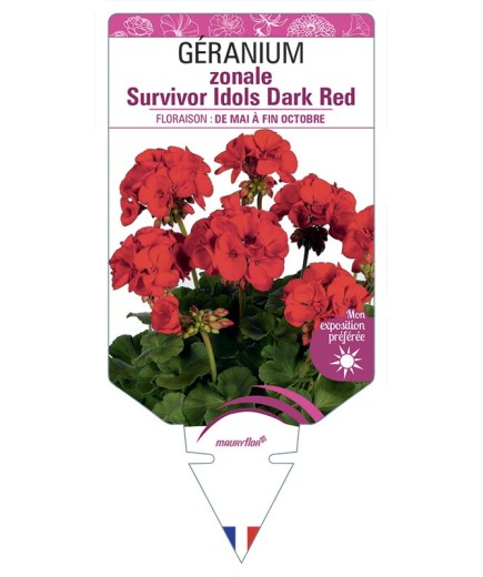 GÉRANIUM zonale Survivor Idols Dark Red