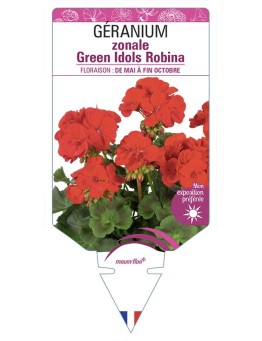 GÉRANIUM zonale Green Idols Robina