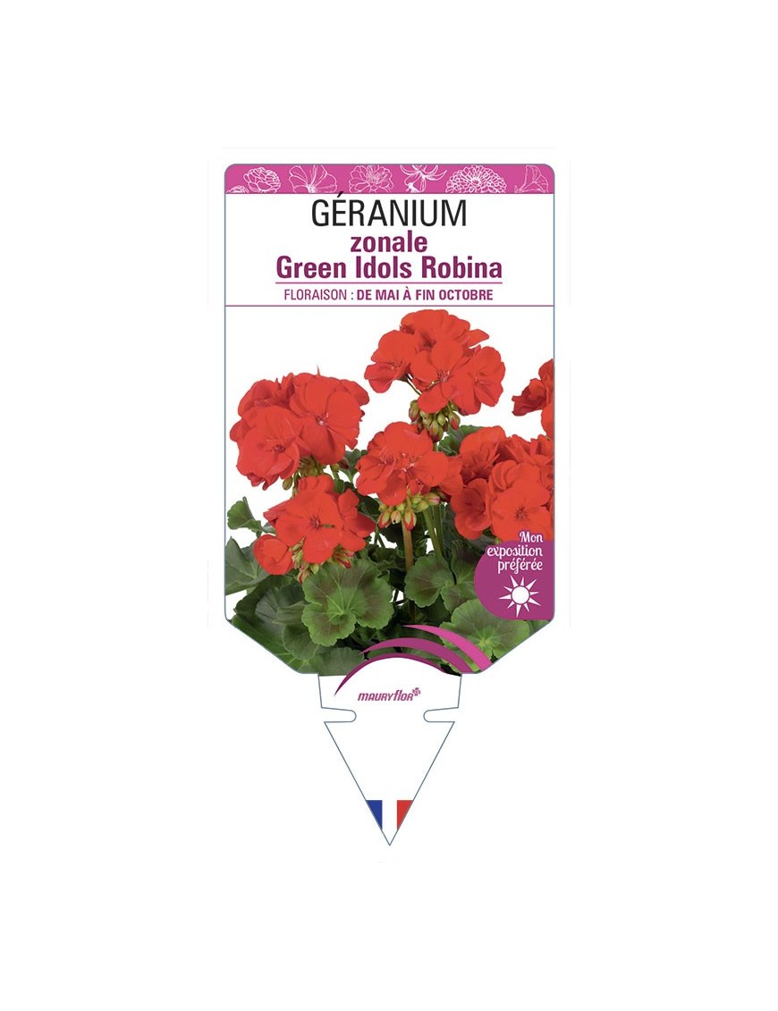 GÉRANIUM zonale Green Idols Robina