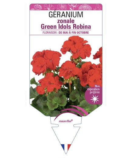 GÉRANIUM zonale Green Idols Robina