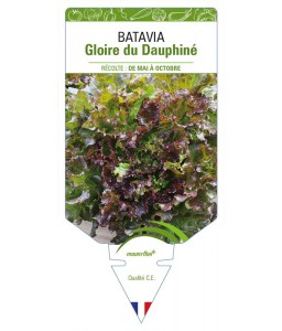 (Laitue) Batavia Gloire du Dauphiné