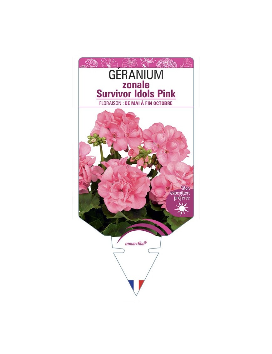 GÉRANIUM zonale Survivor Idols Pink