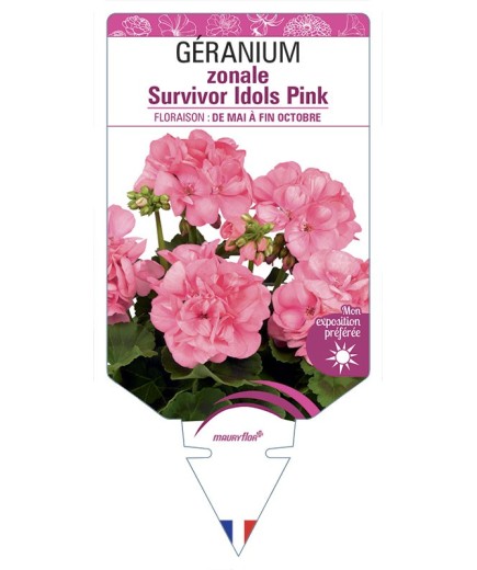 GÉRANIUM zonale Survivor Idols Pink